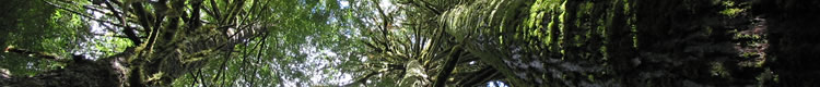 Forest Biometrics