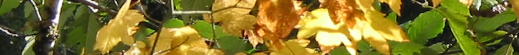 Harvest Scheduling and Forest Planning